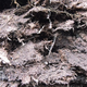 Image for article titled Global warming could awaken the Arctic's ancient forests
